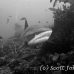 shark_greyreef_kk_h_0705_png1511_bw.jpg